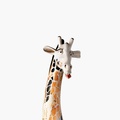 Amazing ceramic giraffe