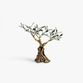 Bronze olive tree with an amazing trunk